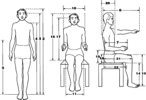 Estudo das proporções humanas